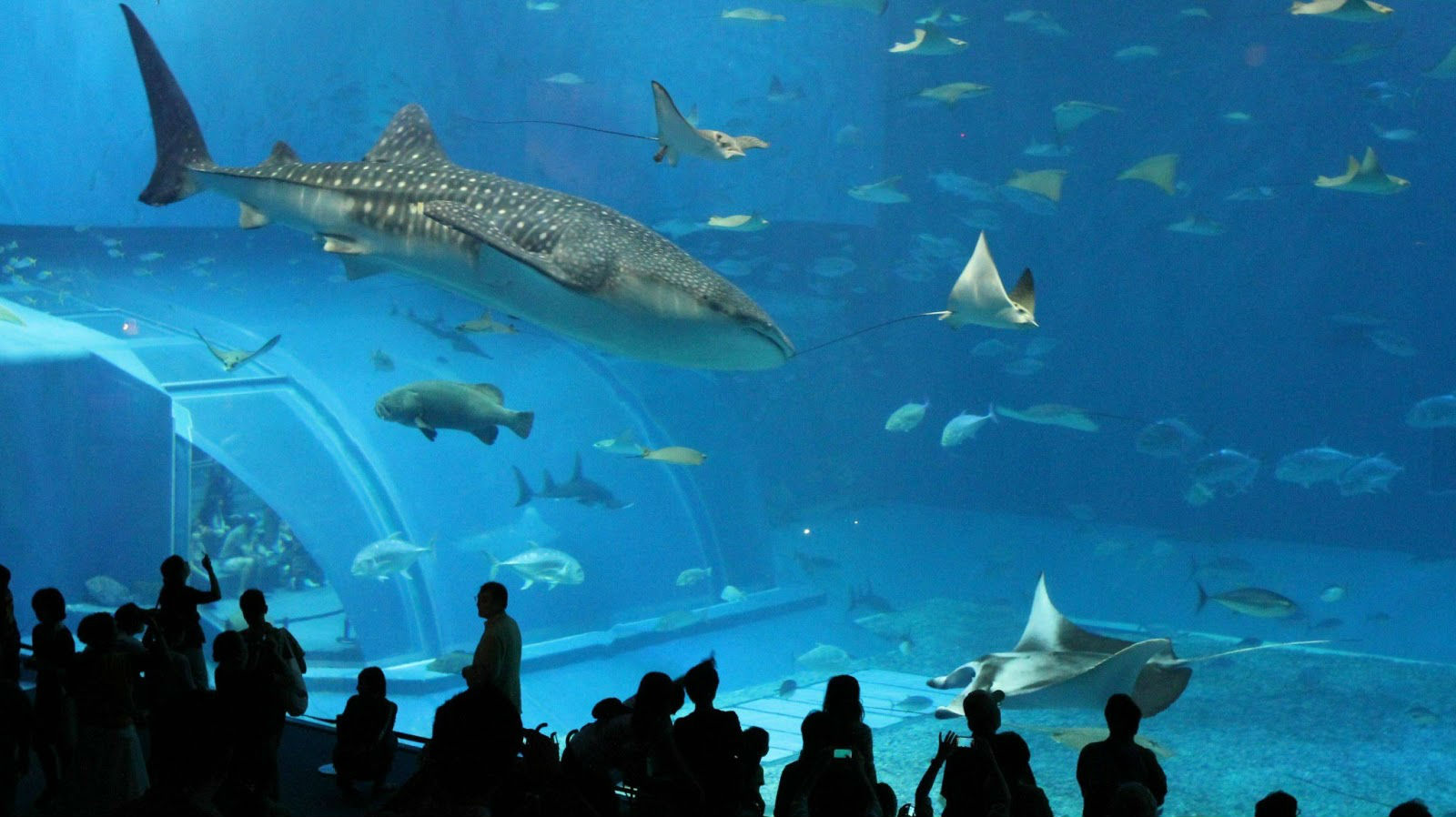 Veracruz ´s Aquarium View